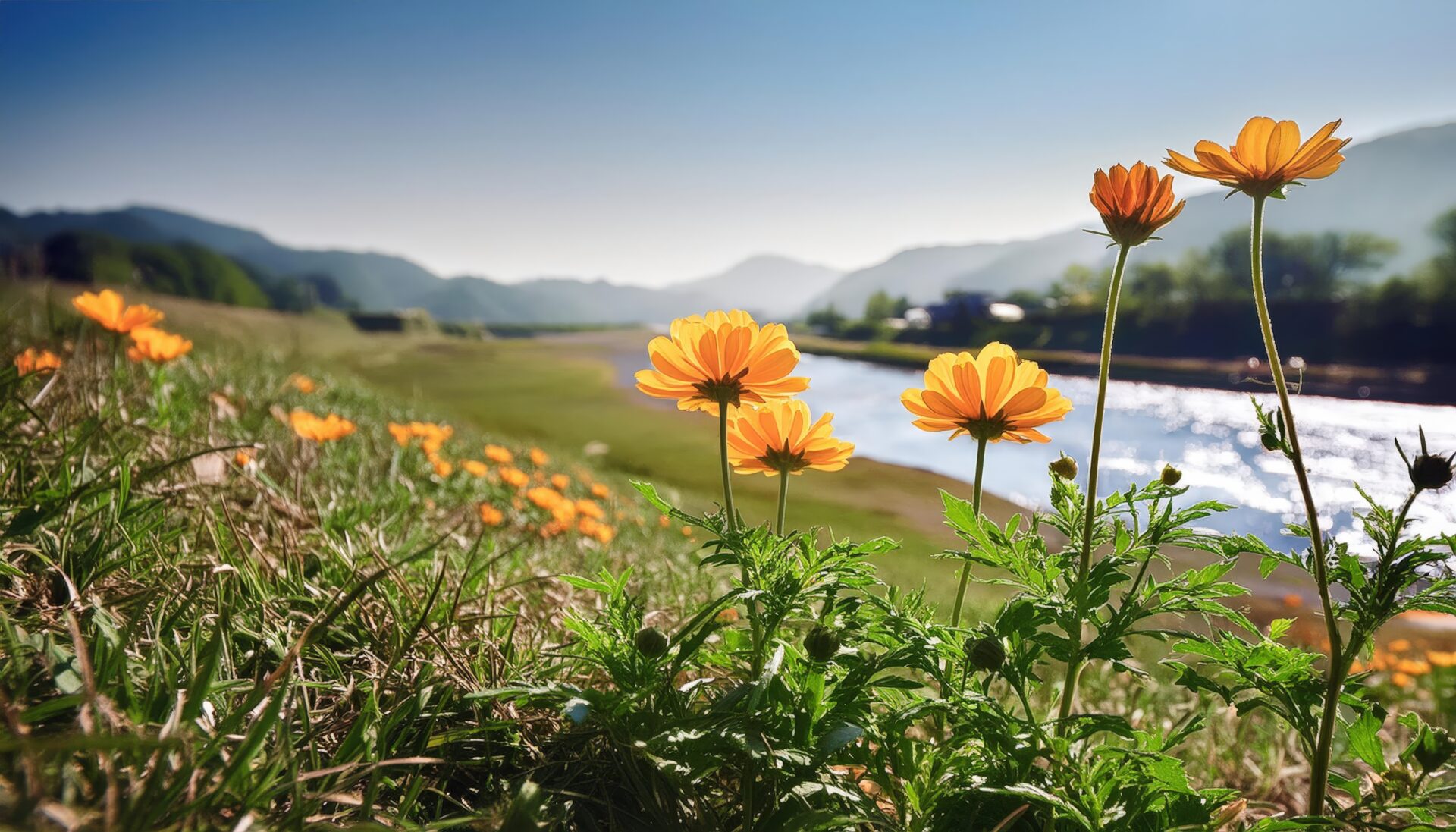 河原と野花の風景