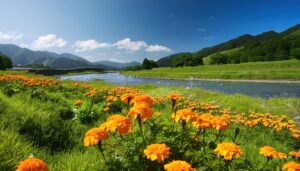 川辺の群生するマリーゴールド