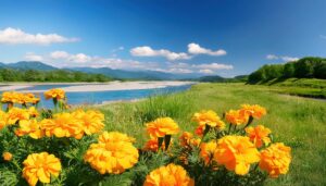 川辺の青空とマリーゴールド