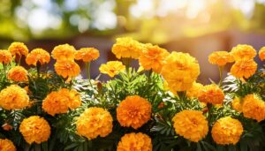 庭のマリーゴールドと光