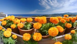 バルコニーのマリーゴールド