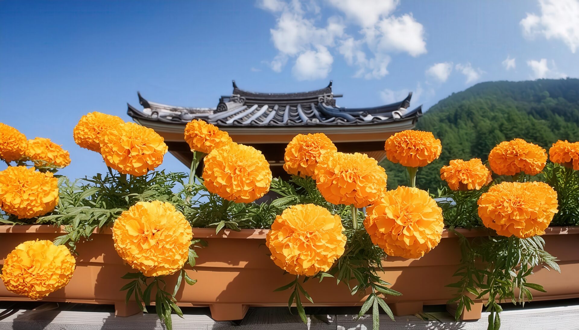 寺院前のマリーゴールド