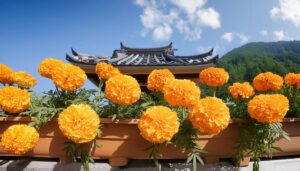 寺院前のマリーゴールド