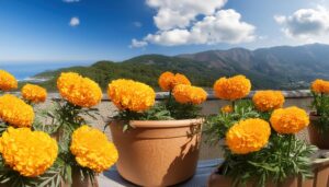 山と海の見えるマリーゴールド