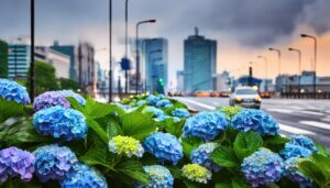 梅雨空と紫陽花
