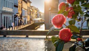 川沿いに咲く椿の花