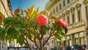 街中の植栽に咲く椿