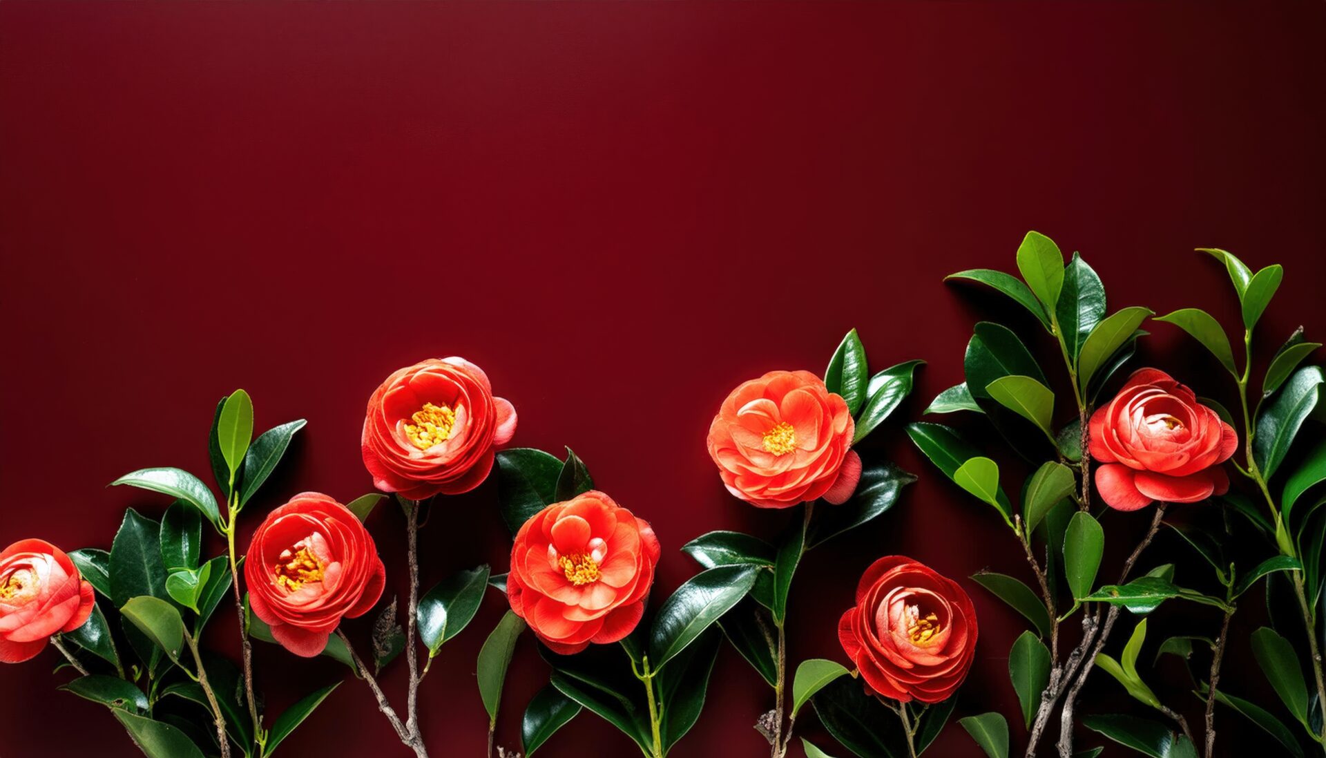 深紅の背景と椿の列