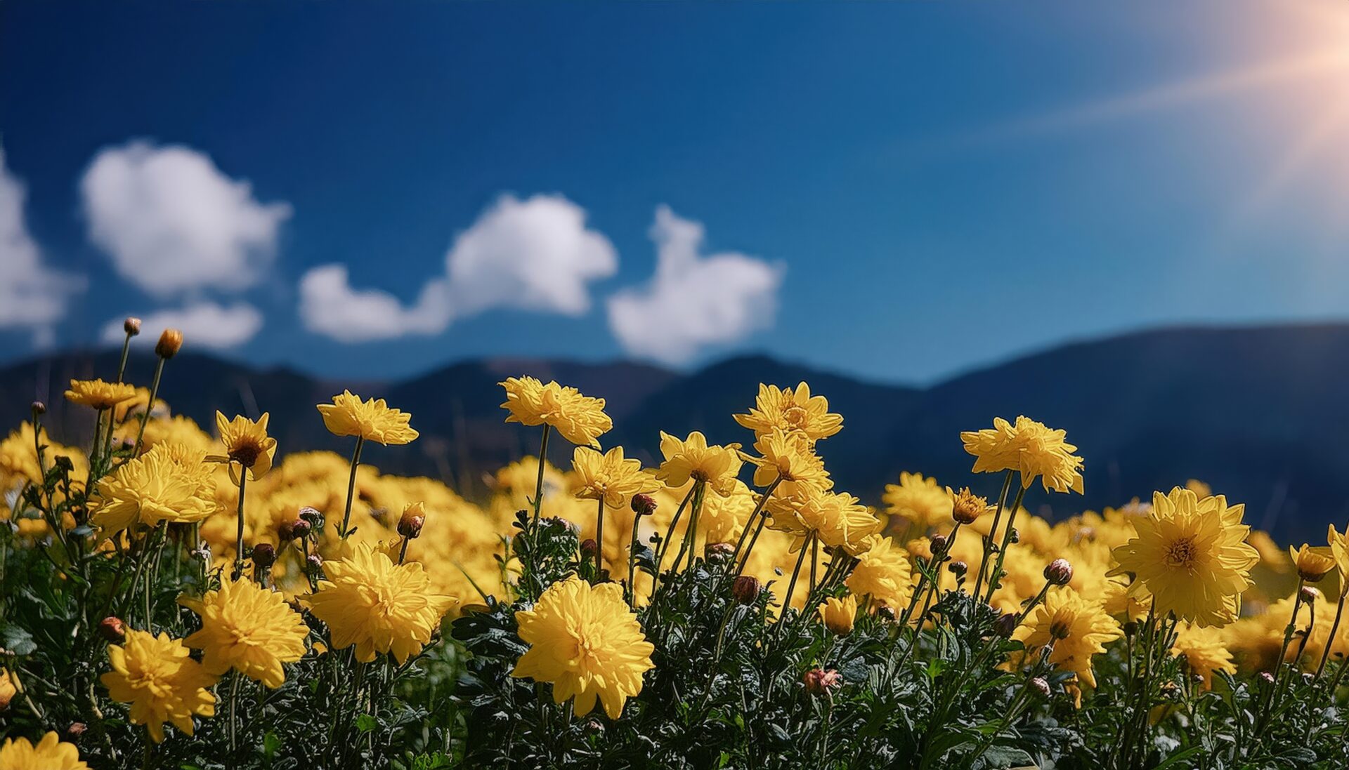 秋空と咲き誇る菊