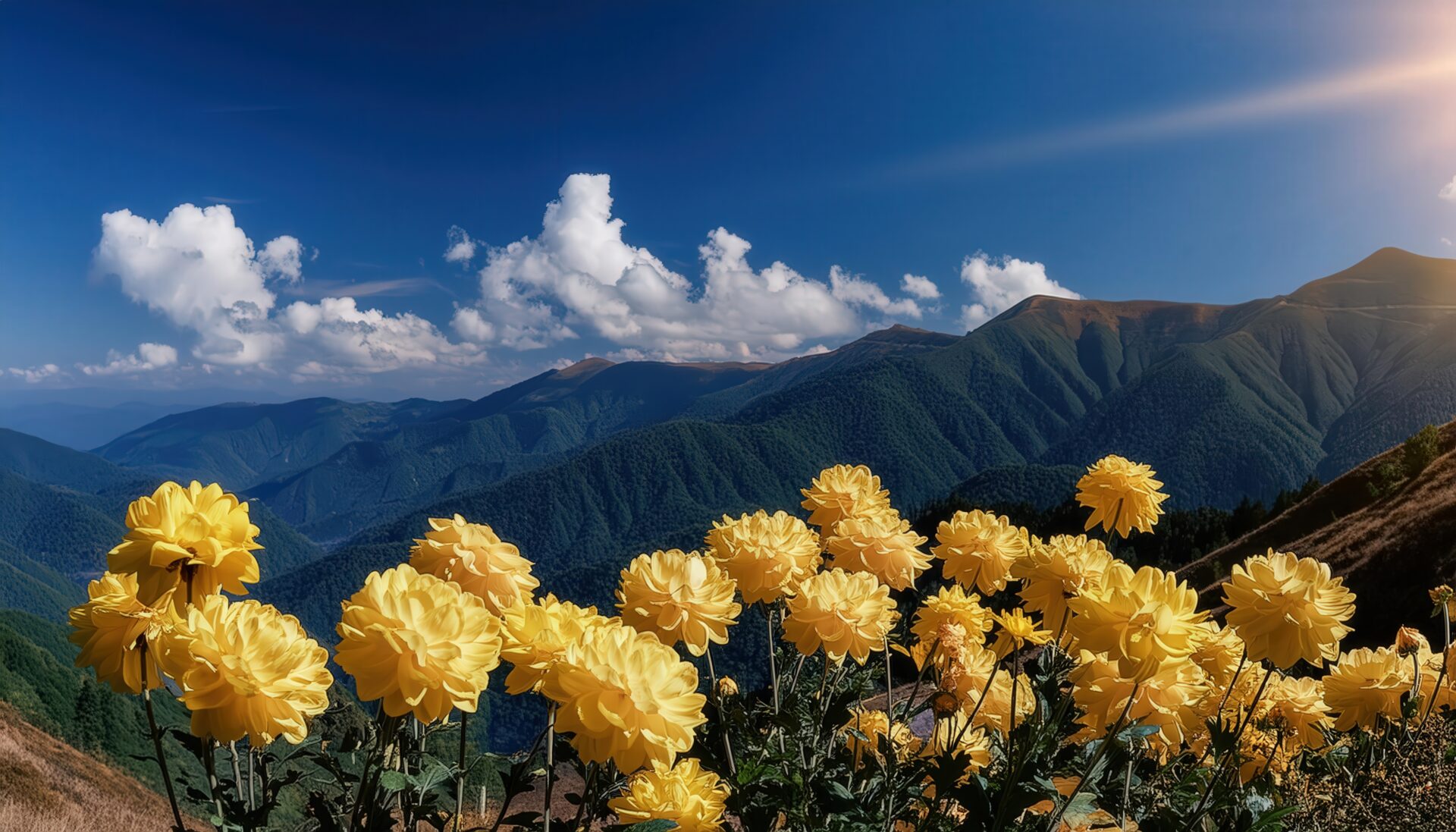 高原の菊と青空