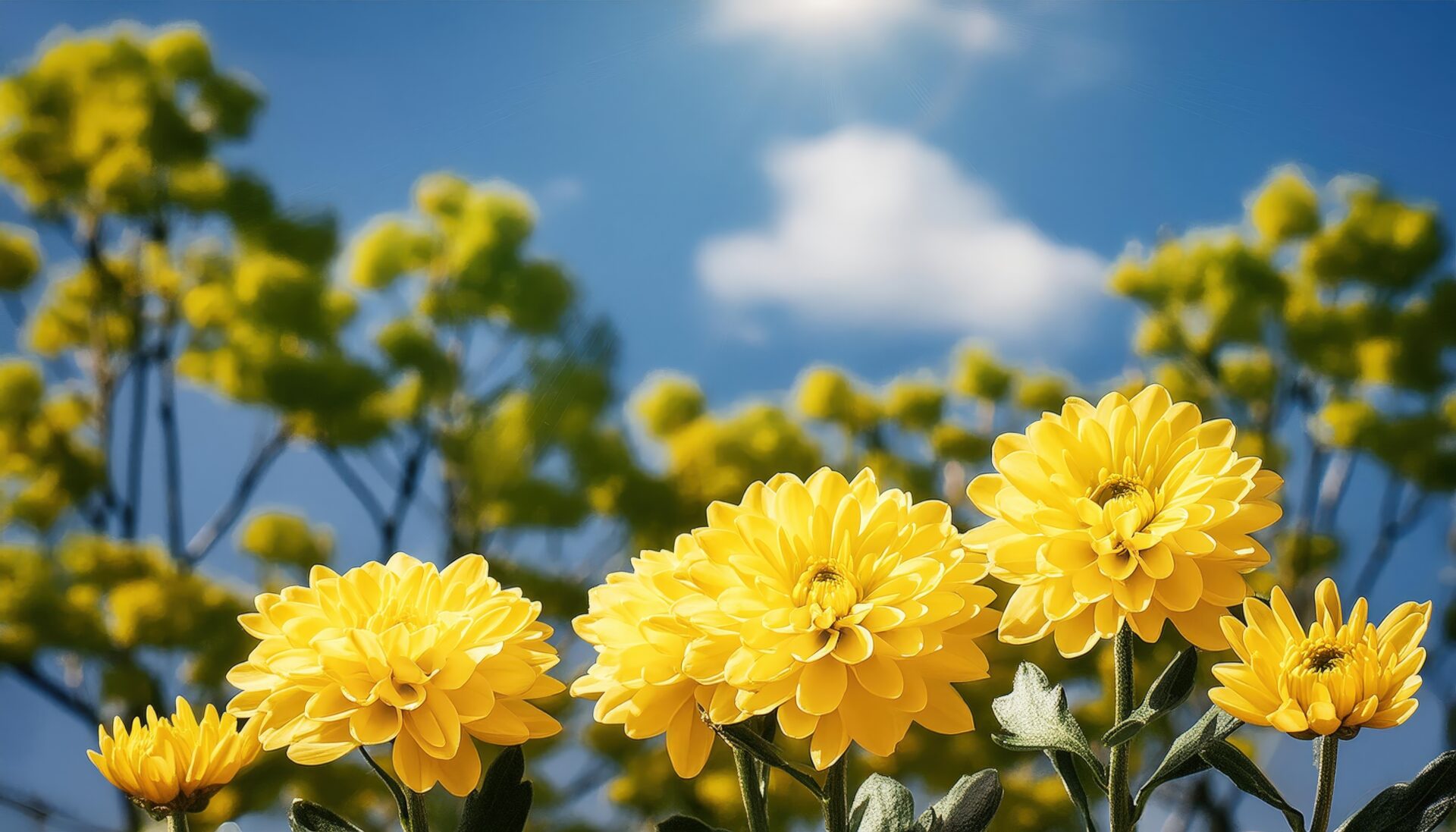 菊のアップと青空