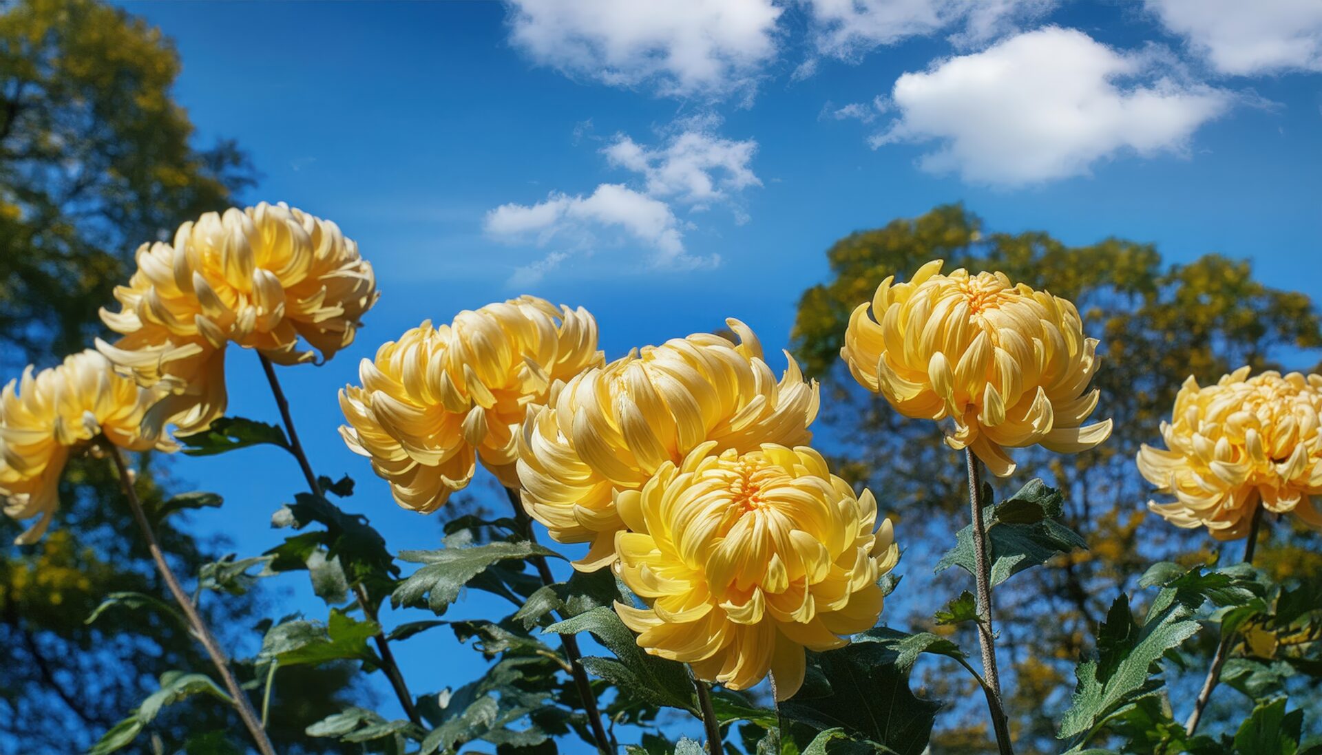 秋晴れの菊と青空