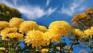 晴天と黄色い菊の花畑