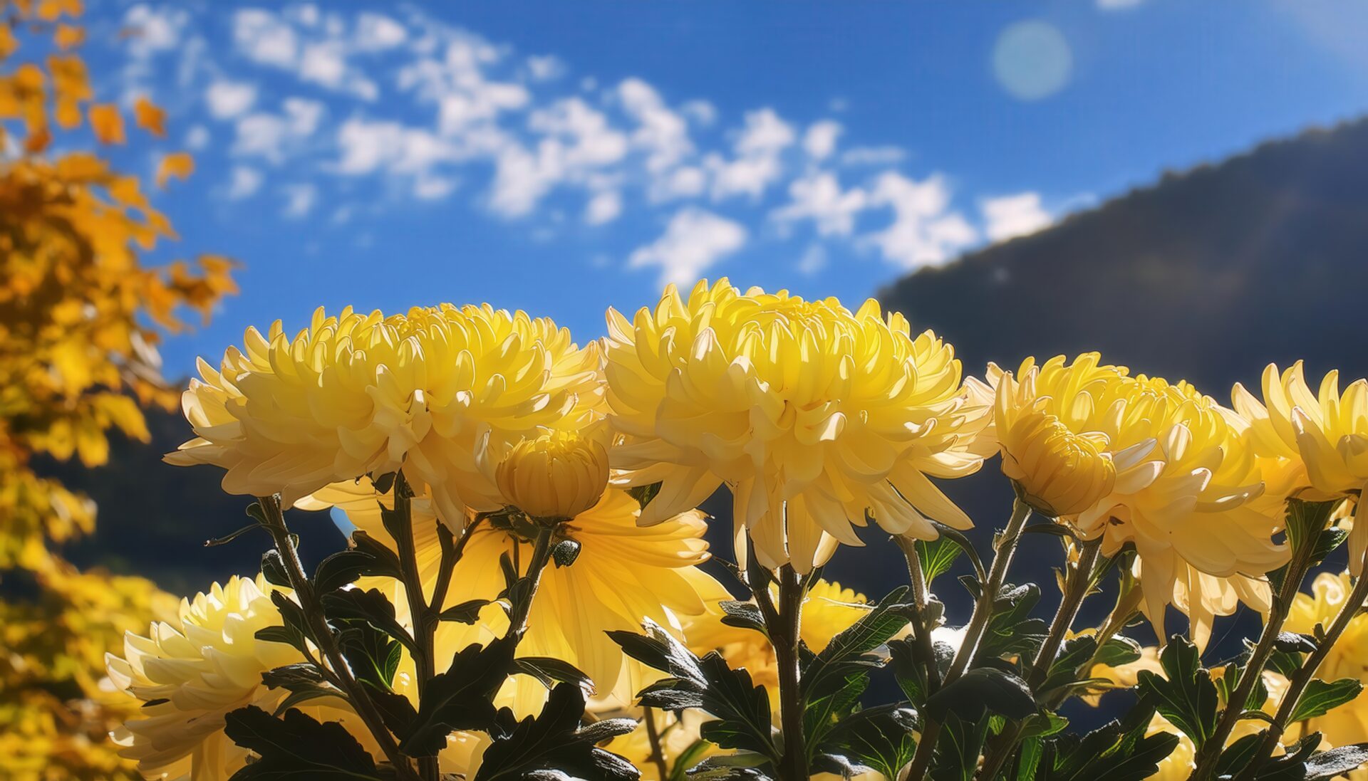 秋の山と菊の花