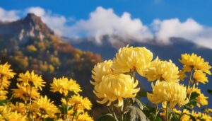 菊の花と山岳風景