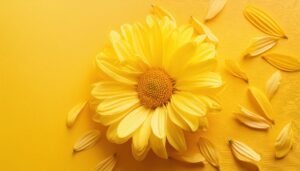 菊の花と黄色の背景