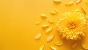 菊と広がる花びら