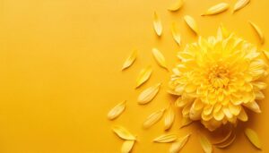 菊の花と散らばる花びら