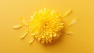 菊の花とシンプルな背景