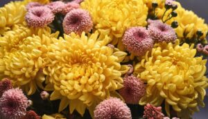 黄色とピンクの菊の花束