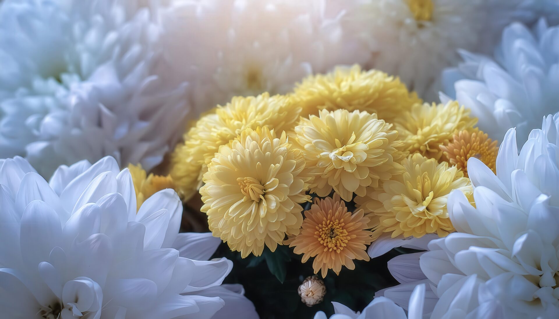 白い菊と黄色の菊の集合