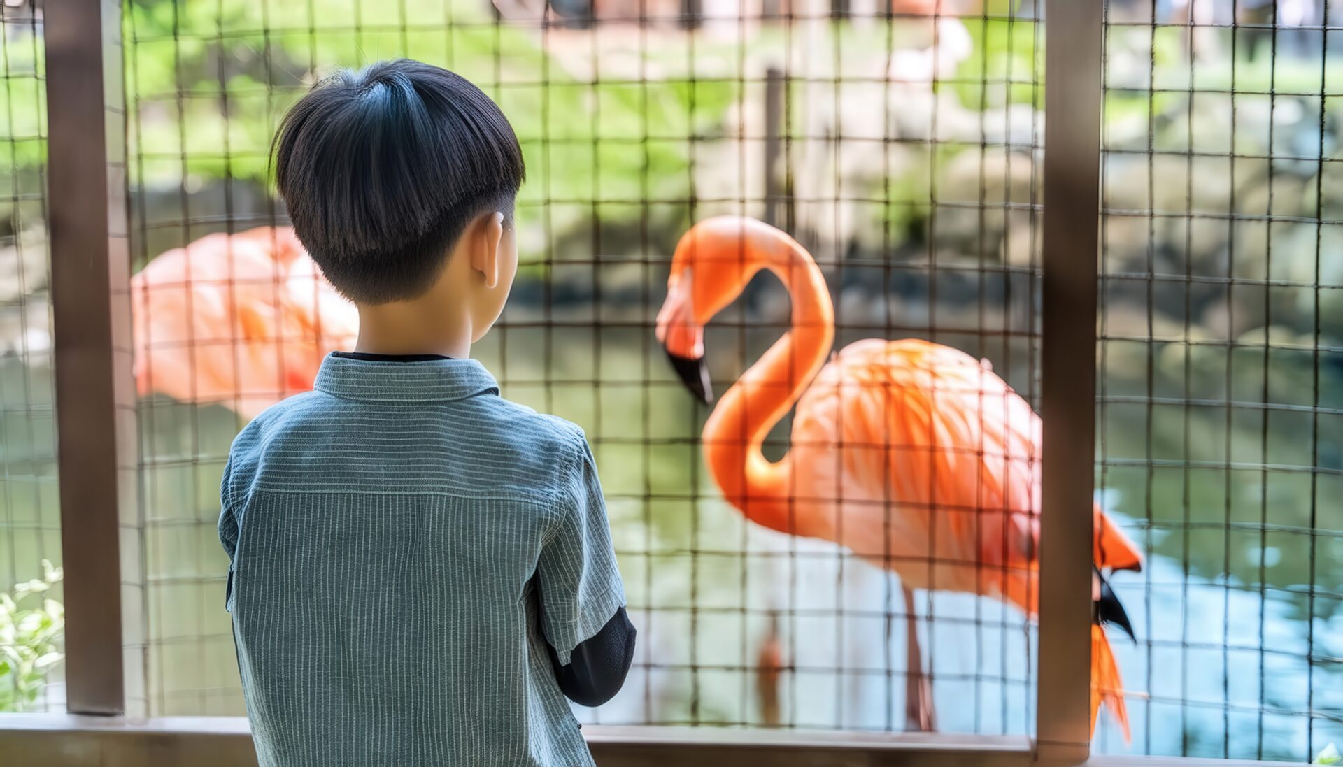 フラミンゴを観察する少年