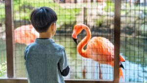 フラミンゴを観察する少年