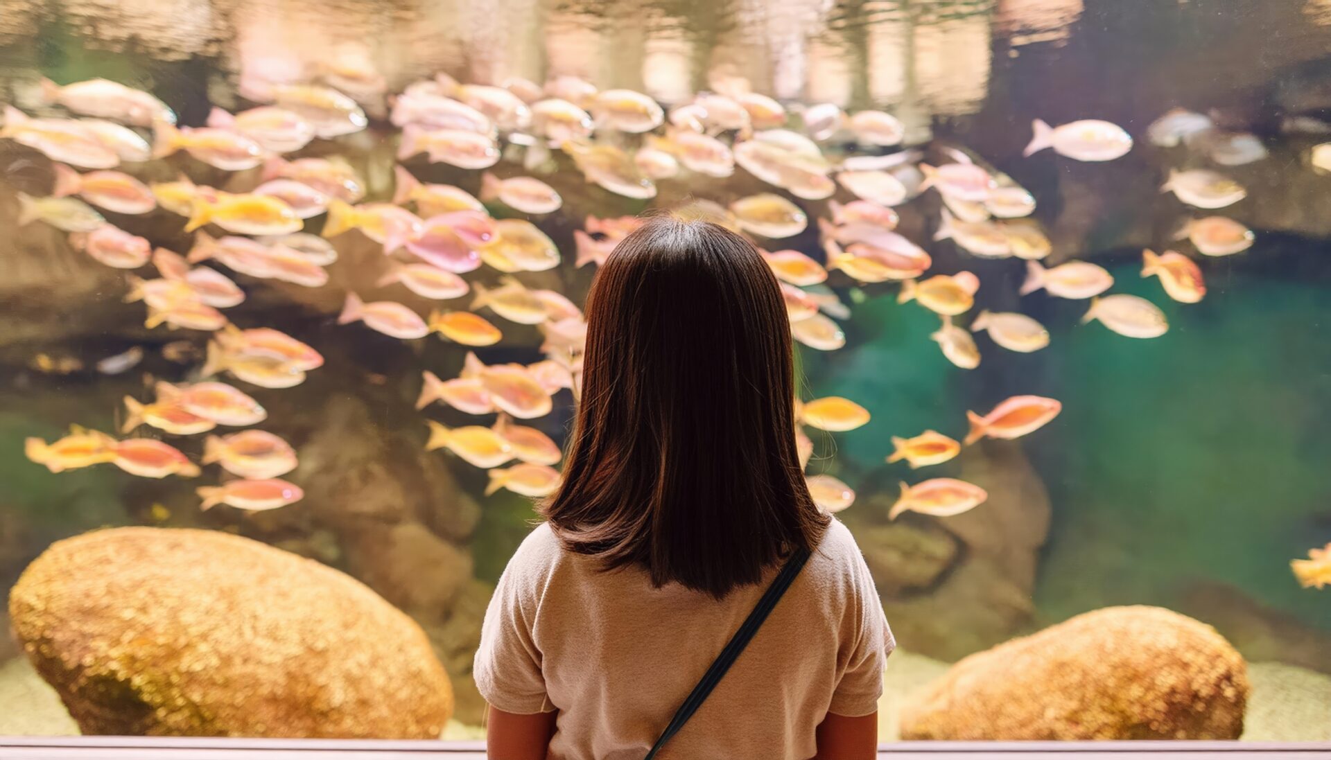 カラフルな魚を見つめる少女
