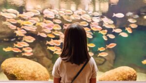 カラフルな魚を見つめる少女