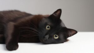 黒猫のアップ（白背景に寝姿）