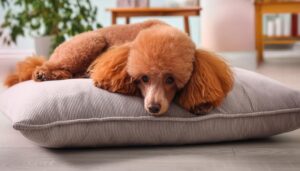 クッションでくつろぐプードル