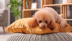 黄色いクッションに寄りかかるプードル