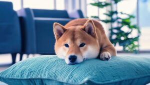 青いクッションで休む柴犬