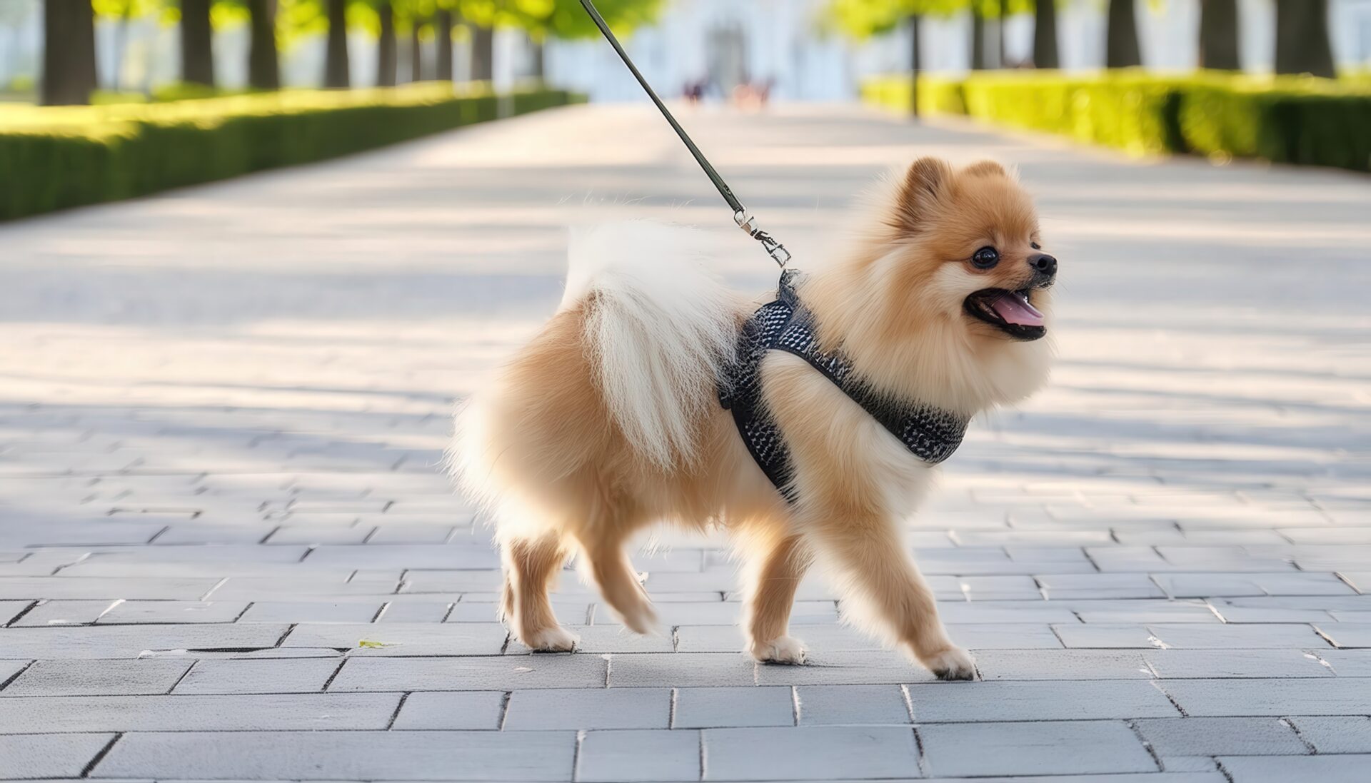 明るい並木道を歩くポメラニアン