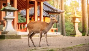 夕暮れの神社と鹿