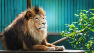 柵の前でたたずむライオン