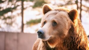 クマの横顔アップ