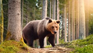 木漏れ日の中のクマ