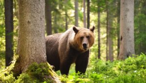 木陰から覗くクマ