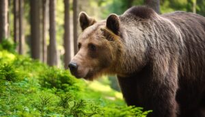 森の中のヒグマ
