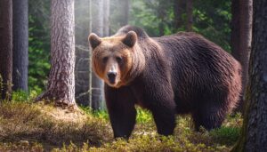 森のヒグマと光のコントラスト