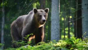 朝日の中のヒグマ