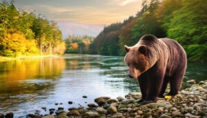 川辺に立つヒグマと夕景