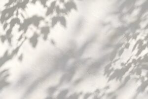 葉の影が落ちる白い壁