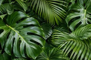 重なり合う熱帯植物の葉