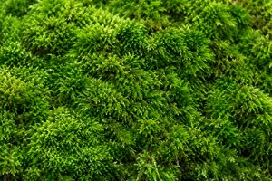 ふかふかの苔のじゅうたん