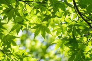 光に透ける新緑のもみじ