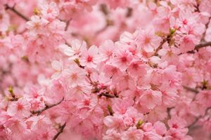 一面に咲く桜の花のアップ