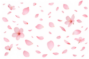 舞い散る桜の花びら（背景透過）