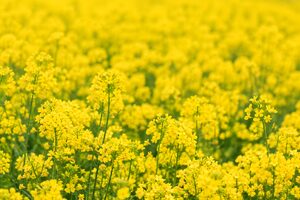 一面の菜の花
